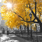 Pathway through Central park, New York City - Wall Art - By Assaf Frank- Gallery Art Company