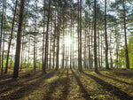 Sun rays through trees - Wall Art - By Assaf Frank- Gallery Art Company