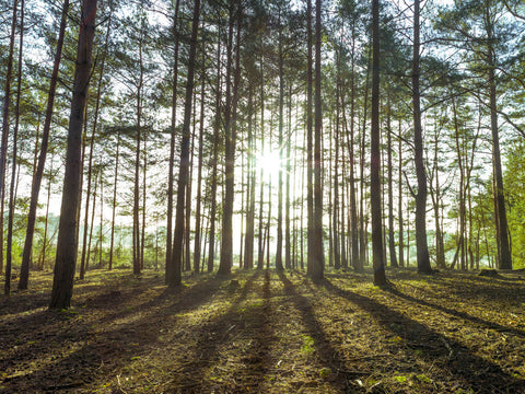 Sun rays through trees - Wall Art - By Assaf Frank- Gallery Art Company