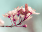 Chery blossoms - Wall Art - By Assaf Frank- Gallery Art Company