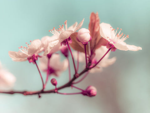 Chery blossoms - Wall Art - By Assaf Frank- Gallery Art Company