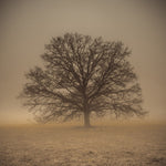 Trees in grass fields - Wall Art - By Assaf Frank- Gallery Art Company