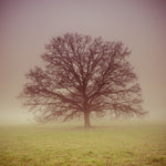 Trees in grass fields - Wall Art - By Assaf Frank- Gallery Art Company