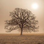 Trees in grass fields - Wall Art - By Assaf Frank- Gallery Art Company