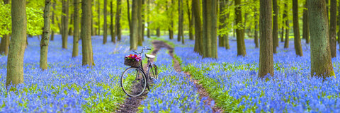 Bicycle in spring forest - Wall Art - By Assaf Frank- Gallery Art Company