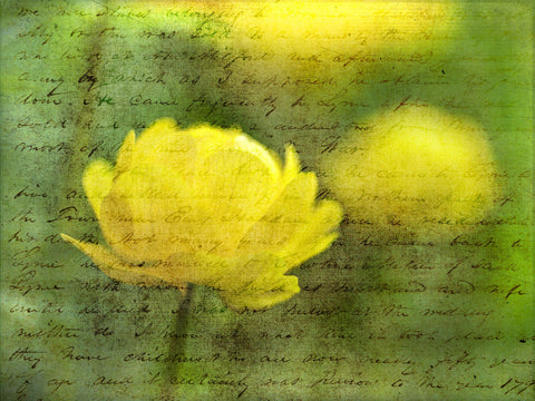 Beautiful Yellow colored Anemone flowers in garden - Wall Art - By Assaf Frank- Gallery Art Company
