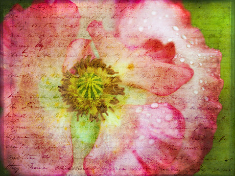 Beautiful Poppy flower in garden - Wall Art - By Assaf Frank- Gallery Art Company
