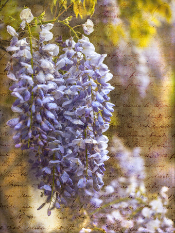 Colorful Wisteria in spring - Wall Art - By Assaf Frank- Gallery Art Company
