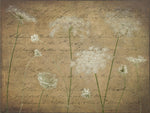 Cow parsley flowers on coloured background - Wall Art - By Assaf Frank- Gallery Art Company