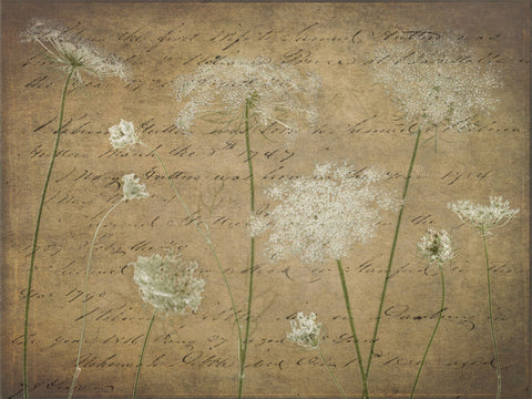 Cow parsley flowers on coloured background - Wall Art - By Assaf Frank- Gallery Art Company