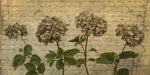 Four dried Hydrangea flowers in a row - Wall Art - By Assaf Frank- Gallery Art Company