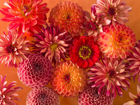 Full frame of mixed flowers - Wall Art - By Assaf Frank- Gallery Art Company