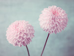 Two Dahlia flowers - Wall Art - By Assaf Frank- Gallery Art Company