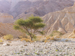 Negev Desert, Israel - Wall Art - By Assaf Frank- Gallery Art Company