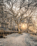 Path at sunrise - Wall Art - By Assaf Frank- Gallery Art Company