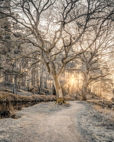 Path at sunrise - Wall Art - By Assaf Frank- Gallery Art Company