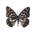 Butterfly on white background - Wall Art - By Assaf Frank- Gallery Art Company
