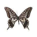 Butterfly on white background - Wall Art - By Assaf Frank- Gallery Art Company