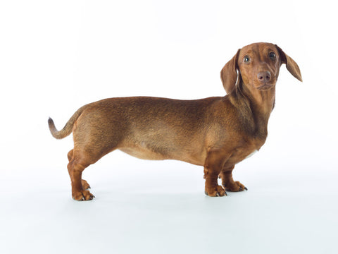 Cute little puppy against white background - Wall Art - By Assaf Frank- Gallery Art Company