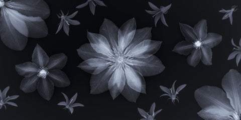 Clematis flowers - Wall Art - By Assaf Frank- Gallery Art Company