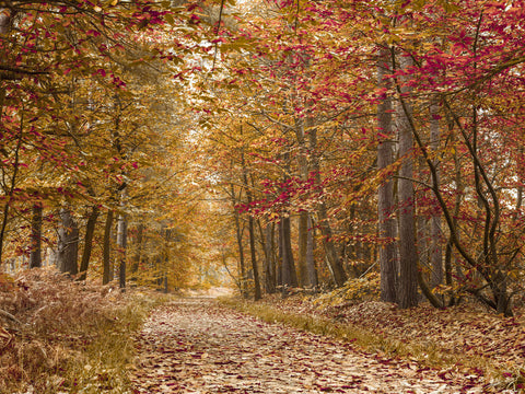 Pathway through Autumn forest - Wall Art - By Assaf Frank- Gallery Art Company