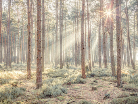 Sun rays through trees in forest - Wall Art - By Assaf Frank- Gallery Art Company