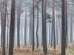 Misty forest with tall trees and foliage - Wall Art - By Assaf Frank- Gallery Art Company