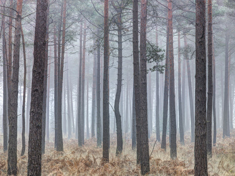 Misty forest with tall trees and foliage - Wall Art - By Assaf Frank- Gallery Art Company