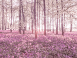 Bluebells - Wall Art - By Assaf Frank- Gallery Art Company