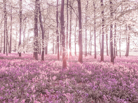 Bluebells - Wall Art - By Assaf Frank- Gallery Art Company