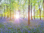 Bluebells - Wall Art - By Assaf Frank- Gallery Art Company