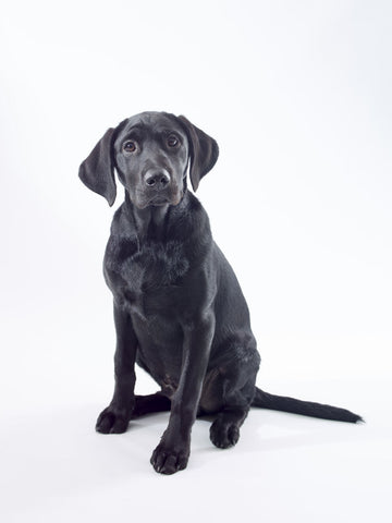 Black Labrador on white background - Wall Art - By Assaf Frank- Gallery Art Company