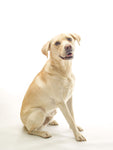 Golden Labrador on white background - Wall Art - By Assaf Frank- Gallery Art Company