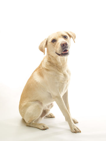 Golden Labrador on white background - Wall Art - By Assaf Frank- Gallery Art Company