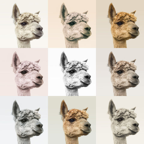 Collage of Alpacas in multicolour - Wall Art - By Assaf Frank- Gallery Art Company