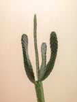 Cactus plant - Wall Art - By Assaf Frank- Gallery Art Company
