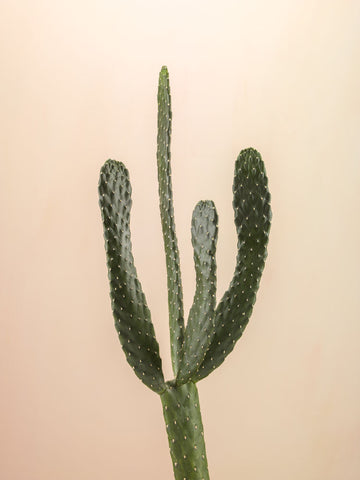 Cactus plant - Wall Art - By Assaf Frank- Gallery Art Company