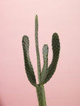Cactus plant - Wall Art - By Assaf Frank- Gallery Art Company