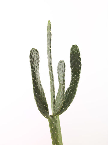 Cactus plant - Wall Art - By Assaf Frank- Gallery Art Company
