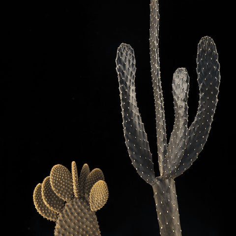 Cactus plants on black background - Wall Art - By Assaf Frank- Gallery Art Company