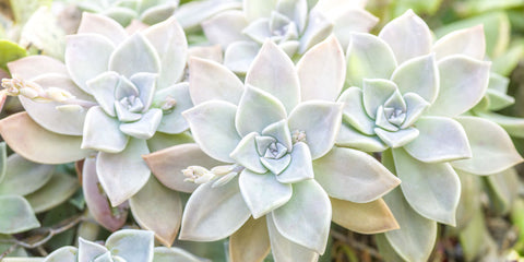 Close-up of Succulents plant - Wall Art - By Assaf Frank- Gallery Art Company