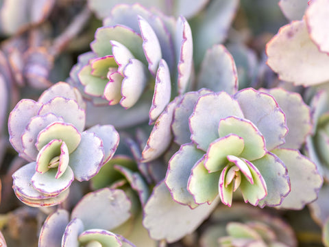 Close-up of Succulents plant - Wall Art - By Assaf Frank- Gallery Art Company