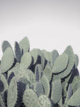 Cacti - Wall Art - By Assaf Frank- Gallery Art Company