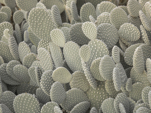Cactus plant - Wall Art - By Assaf Frank- Gallery Art Company