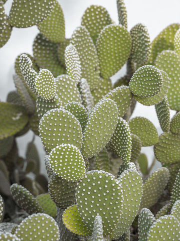 Cactus plant - Wall Art - By Assaf Frank- Gallery Art Company