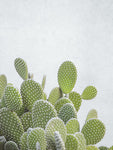 Cactus plant - Wall Art - By Assaf Frank- Gallery Art Company