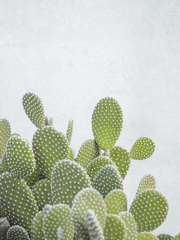 Cactus plant - Wall Art - By Assaf Frank- Gallery Art Company