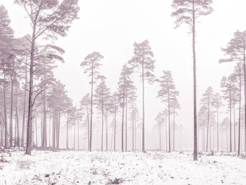 Snowy forest in winter - Wall Art - By Assaf Frank- Gallery Art Company