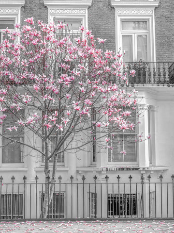 Magnolia tree outside house in London - Wall Art - By Assaf Frank- Gallery Art Company