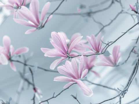Magnolia flowers - Wall Art - By Assaf Frank- Gallery Art Company